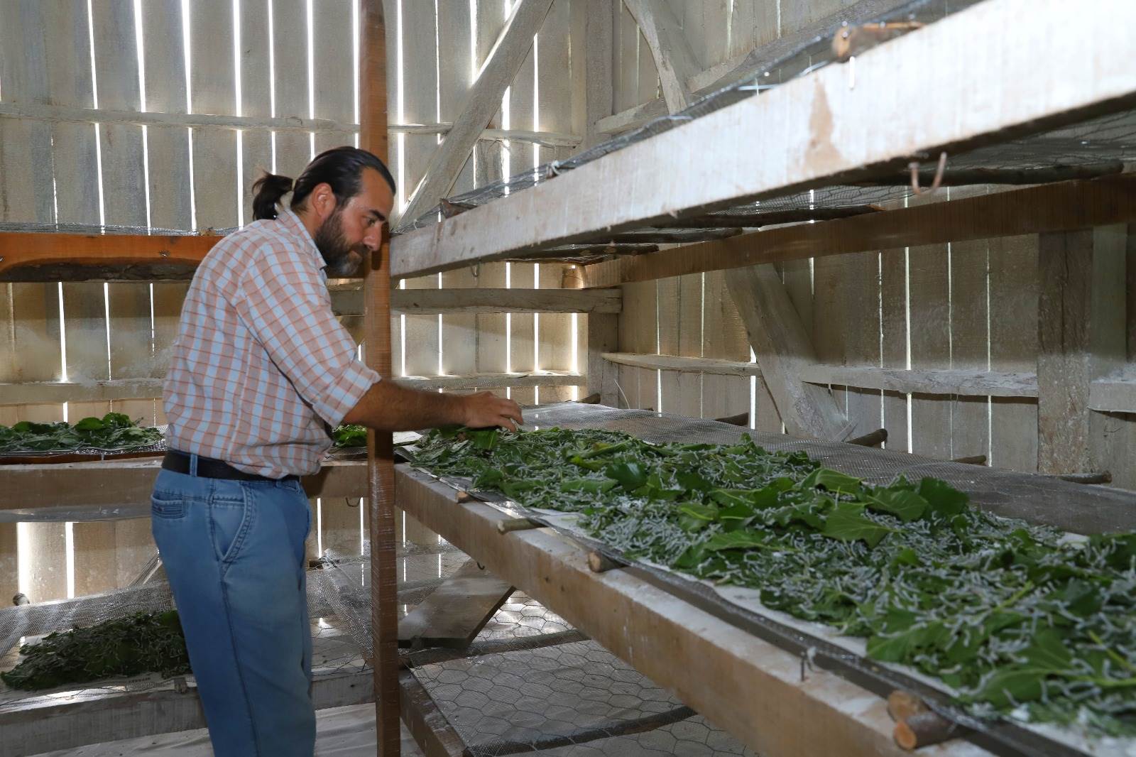 İPEK BÖCEKÇİLİĞİ ORDU’DA CANLANIYOR